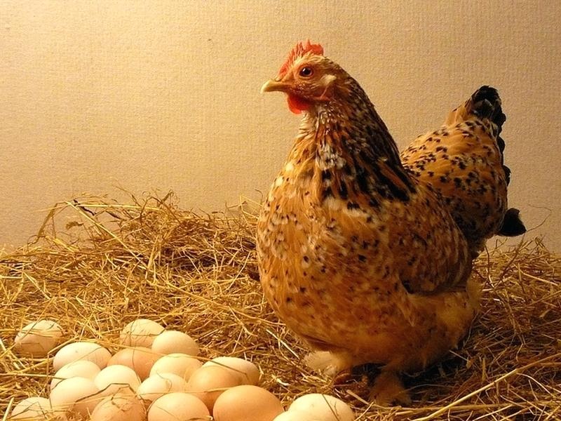 Mơ thấy trứng gà nở/vỡ là điềm gì ? Đánh số gì dễ trúng ?