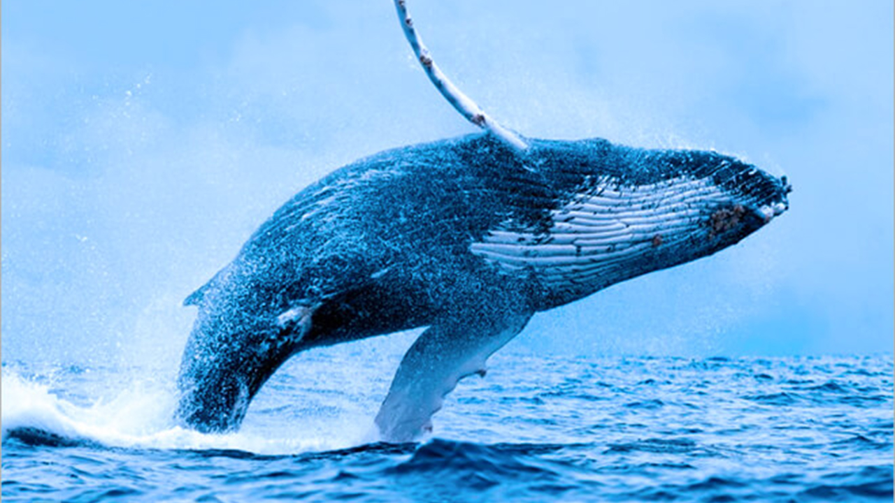 Mơ thấy cá voi đánh con gì?
