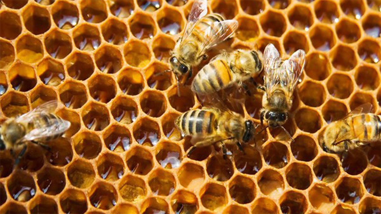 Mơ thấy tổ ong mật đánh con gì?