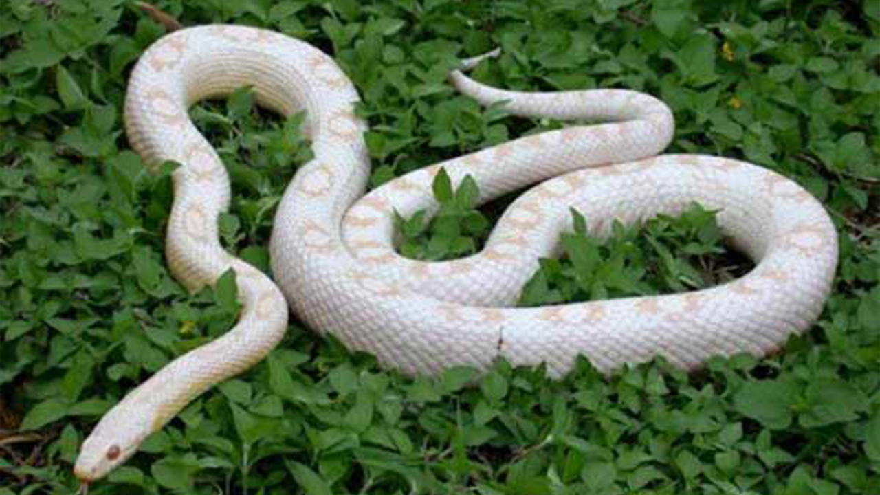 Nằm mơ thấy rắn màu trắng đánh số gì?